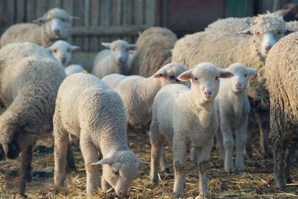 酵母类产品对育肥牛羊的影响有哪些？